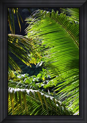 Framed Dominica, Roseau, Vegetation, rainforest Print