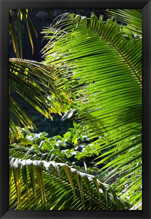 Framed Dominica, Roseau, Vegetation, rainforest Print