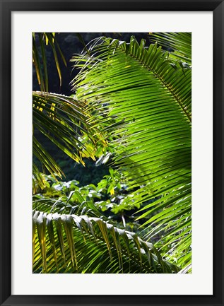 Framed Dominica, Roseau, Vegetation, rainforest Print