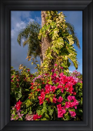 Framed Bougainvillea flora, Bavaro, Higuey, Punta Cana, Dominican Republic Print
