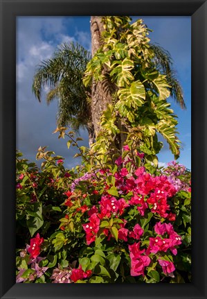 Framed Bougainvillea flora, Bavaro, Higuey, Punta Cana, Dominican Republic Print