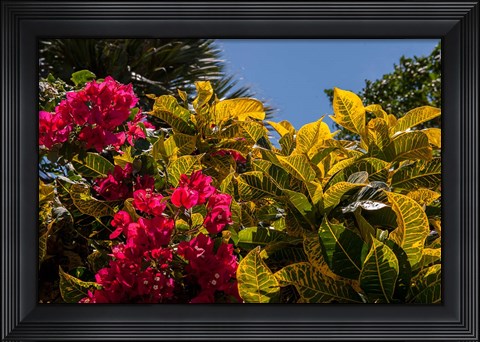 Framed Bougainvillea flowers, Bavaro, Higuey, Punta Cana, Dominican Republic Print