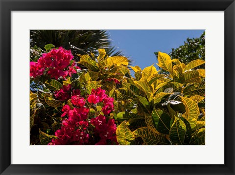 Framed Bougainvillea flowers, Bavaro, Higuey, Punta Cana, Dominican Republic Print