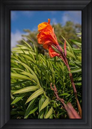 Framed Dominican Republic, Punta Cana, Flower Print