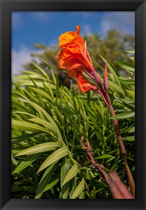Framed Dominican Republic, Punta Cana, Flower Print