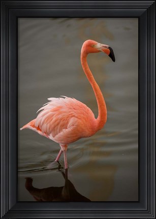 Framed Flamingo, Tropical bird, Dominican Republic Print