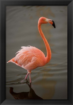 Framed Flamingo, Tropical bird, Dominican Republic Print