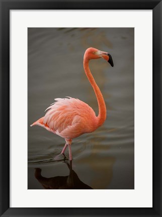 Framed Flamingo, Tropical bird, Dominican Republic Print