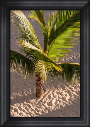 Framed Palm tree, Bavaro Beach, Higuey, Punta Cana, Dominican Republic Print