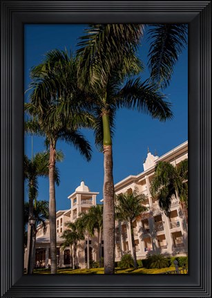 Framed Palm tree, Riu Palace, Bavaro Beach, Higuey, Punta Cana, Dominican Republic Print