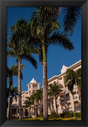 Framed Palm tree, Riu Palace, Bavaro Beach, Higuey, Punta Cana, Dominican Republic Print