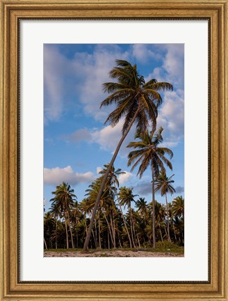 Framed Palm Trees, Bavaro, Higuey, Punta Cana, Dominican Republic Print