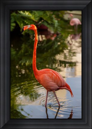 Framed Pink flamingo, Bavaro, Higuey, Punta Cana, Dominican Republic Print