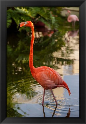 Framed Pink flamingo, Bavaro, Higuey, Punta Cana, Dominican Republic Print