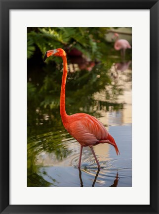 Framed Pink flamingo, Bavaro, Higuey, Punta Cana, Dominican Republic Print
