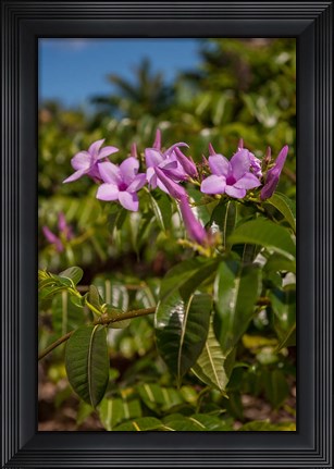 Framed Tropical purple flowers, Bavaro, Higuey, Punta Cana, Dominican Republic Print