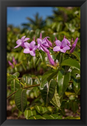 Framed Tropical purple flowers, Bavaro, Higuey, Punta Cana, Dominican Republic Print