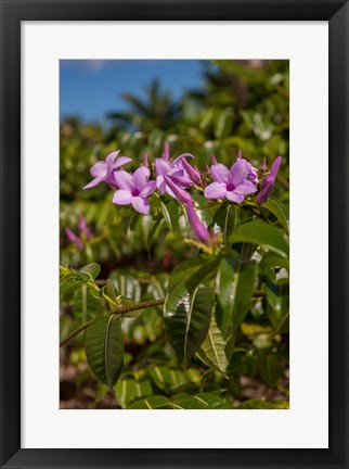 Framed Tropical purple flowers, Bavaro, Higuey, Punta Cana, Dominican Republic Print