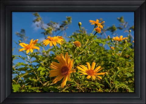 Framed Tropical yellow flowers, Bavaro, Higuey, Punta Cana, Dominican Republic Print