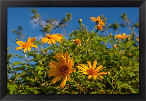 Framed Tropical yellow flowers, Bavaro, Higuey, Punta Cana, Dominican Republic Print