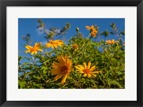 Framed Tropical yellow flowers, Bavaro, Higuey, Punta Cana, Dominican Republic Print