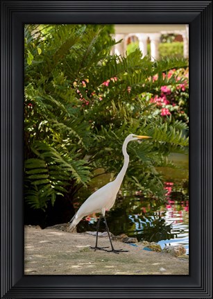 Framed White Egret tropical bird, Bavaro, Higuey, Punta Cana, Dominican Republic Print