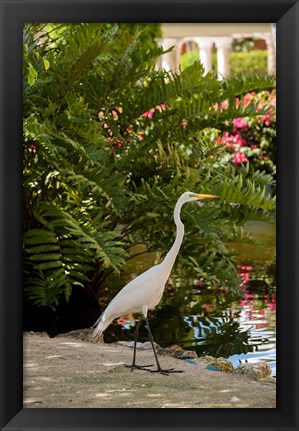 Framed White Egret tropical bird, Bavaro, Higuey, Punta Cana, Dominican Republic Print