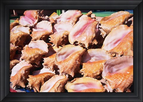 Framed Conch Shells, St Georges, Grenada, Caribbean Print