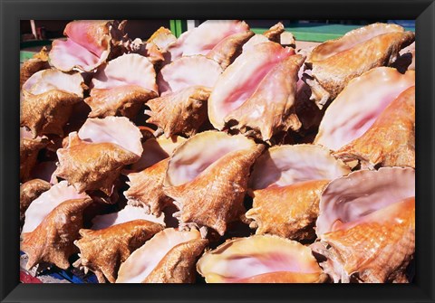 Framed Conch Shells, St Georges, Grenada, Caribbean Print