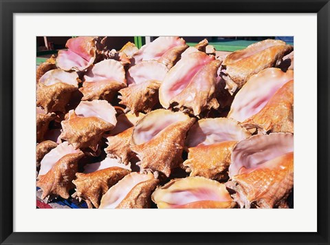 Framed Conch Shells, St Georges, Grenada, Caribbean Print