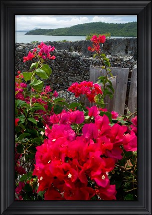 Framed Flowering Bougainvillea &amp; Ruins, Chateau Dubuc, Martinique, French Antilles, West Indies Print