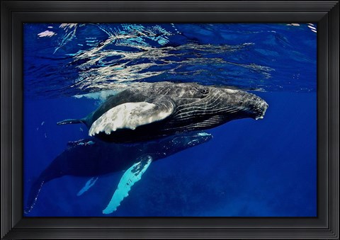 Framed Humpback whale calf, Silver Bank, Domincan Republic Print