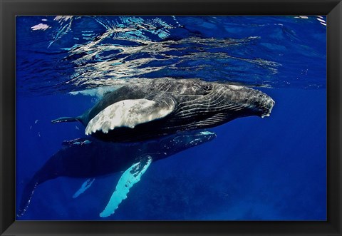 Framed Humpback whale calf, Silver Bank, Domincan Republic Print