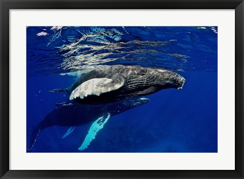 Framed Humpback whale calf, Silver Bank, Domincan Republic Print