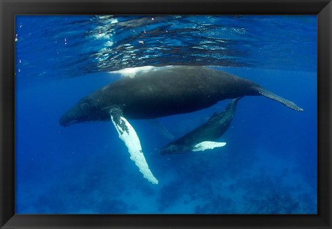 Framed Humpback whale mother and calf, Silver Bank, Domincan Republic Print