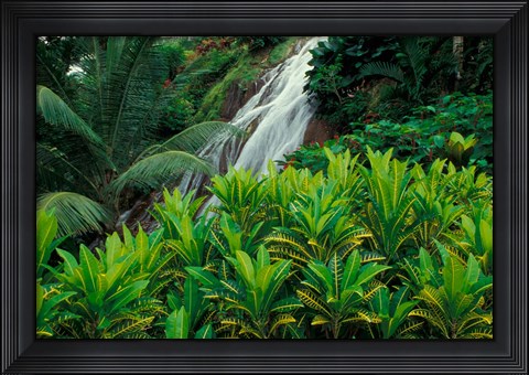 Framed Shaw Park Gardens, Jamaica, Caribbean Print
