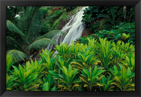 Framed Shaw Park Gardens, Jamaica, Caribbean Print