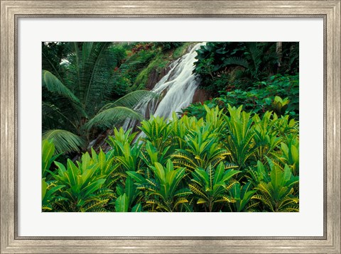 Framed Shaw Park Gardens, Jamaica, Caribbean Print
