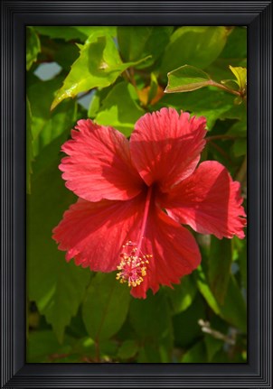 Framed Dominican Republic, Bavaro, Hibiscus flower Print