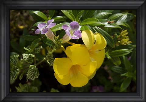 Framed Dominican Republic, Punta Cana, Allamanda flower - yellow Print