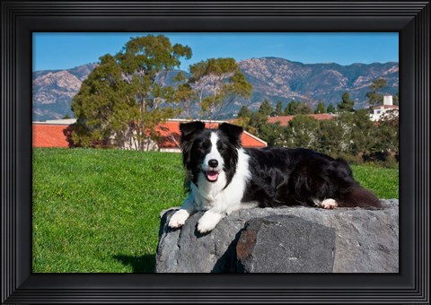 Framed Border Collie dog Print