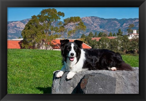 Framed Border Collie dog Print