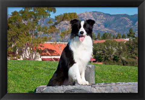 Framed Border Collie dog sitting Print