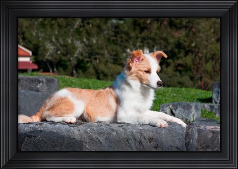 Framed Border Collie puppy dog lying Print