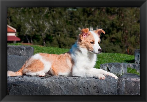 Framed Border Collie puppy dog lying Print