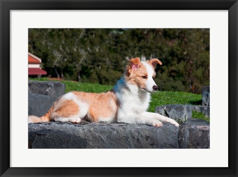 Framed Border Collie puppy dog lying Print