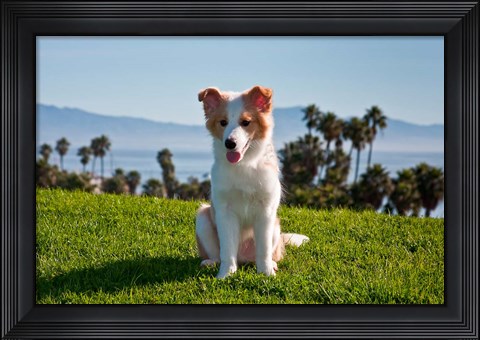 Framed Border Collie puppy dog in a field Print