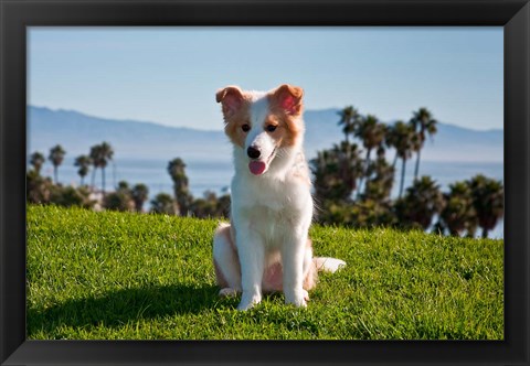 Framed Border Collie puppy dog in a field Print