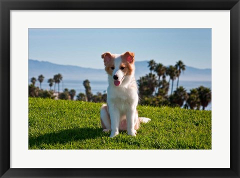 Framed Border Collie puppy dog in a field Print