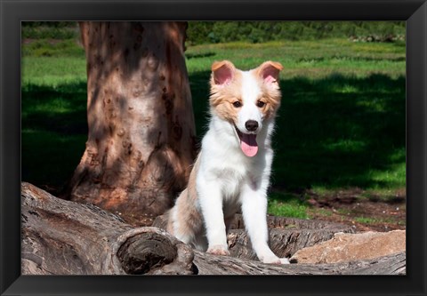 Framed Border Collie puppy dog  by a tree Print